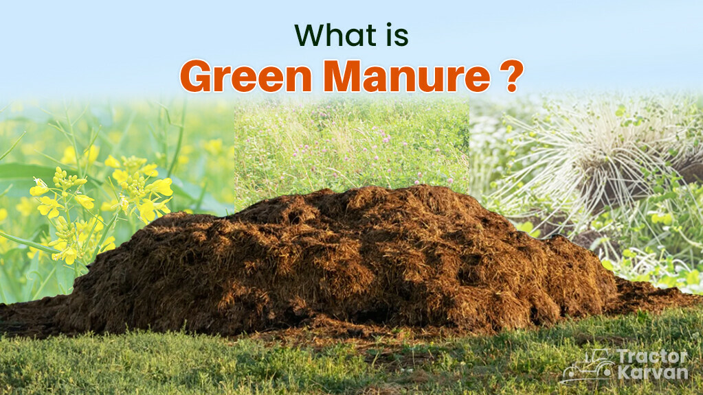 Green Manure Crops Types And Benefits Tractorkarvan