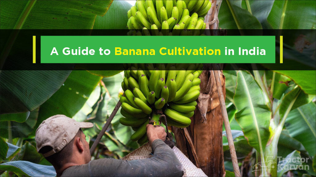 Banana Production Top Banana Producing States in India