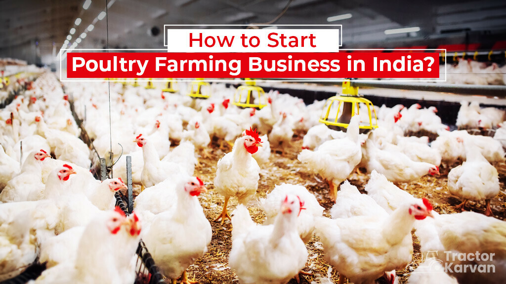 how-to-do-poultry-farming-business-in-india