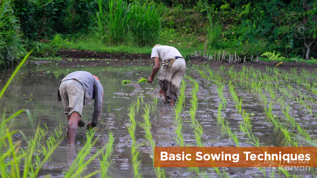 Sowing seeds - traditional methods