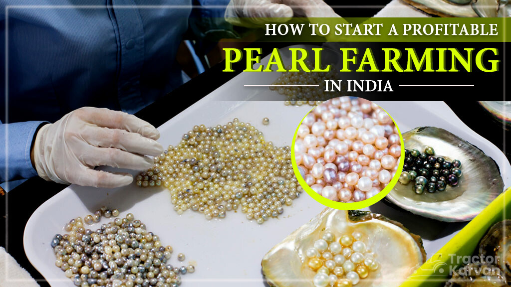 How to Start Profitable Pearl Farming in India 2024