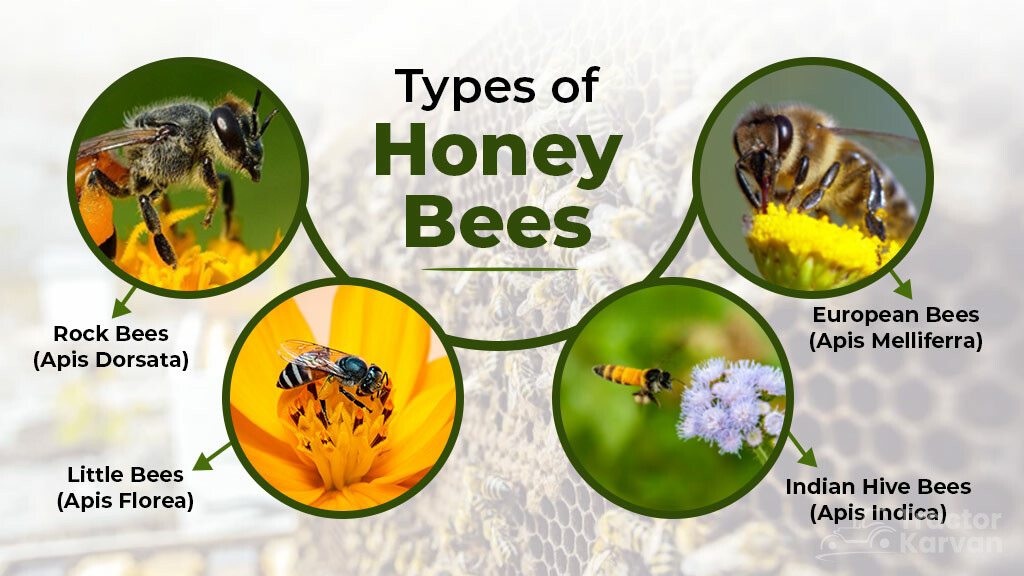 Honey bees varieties in India