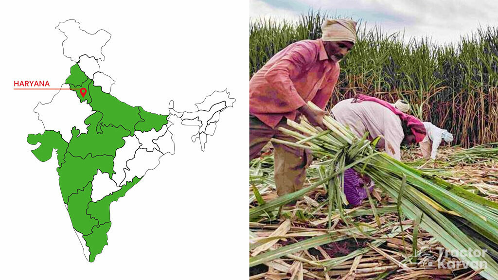Top Sugarcane States - Haryana