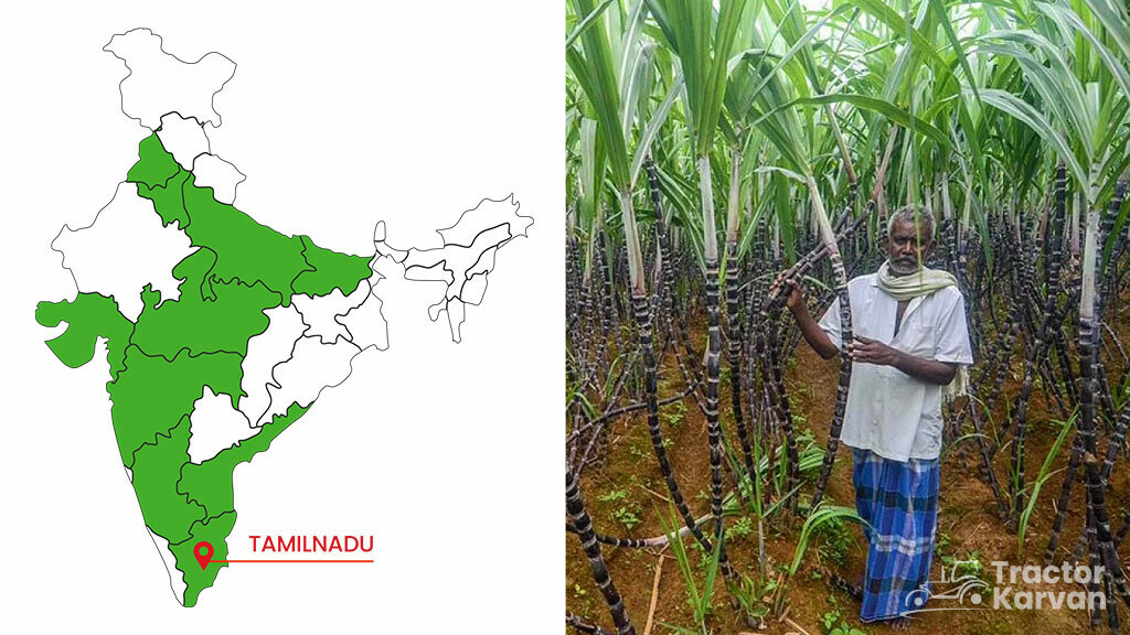 Top Sugarcane States - Tamil Nadu