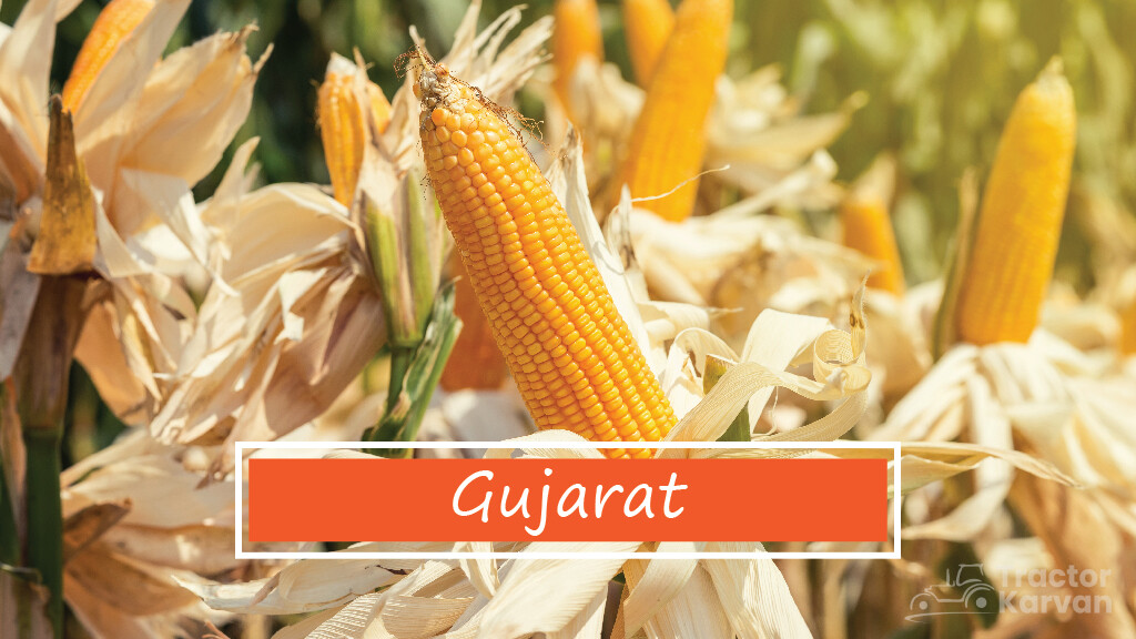 Top Maize Producing States - Gujarat