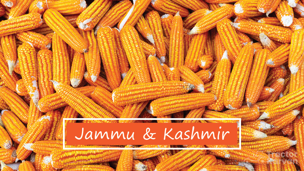 Top Maize Producing States - J&K