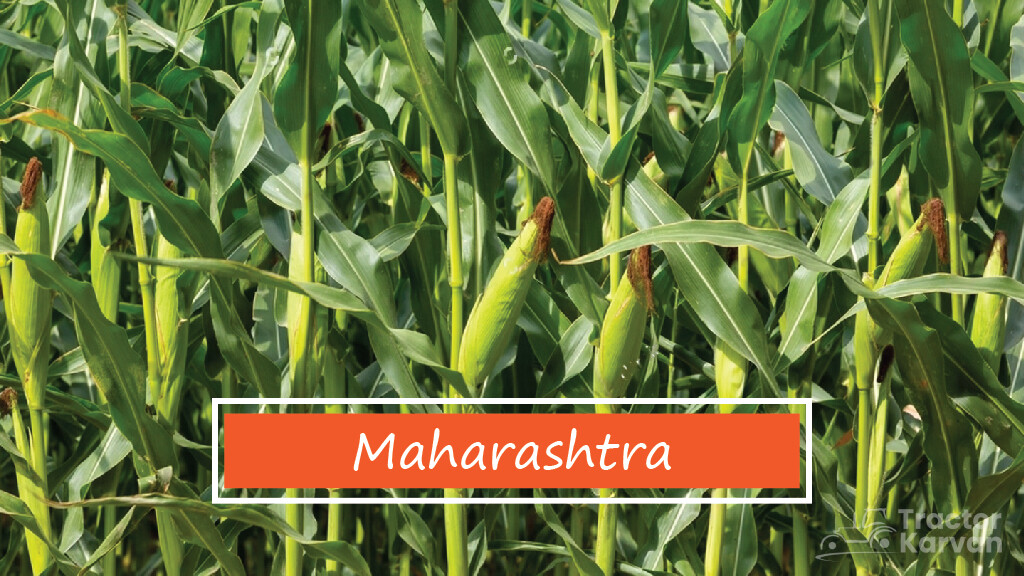 Top Maize Producing States -Maharashtra