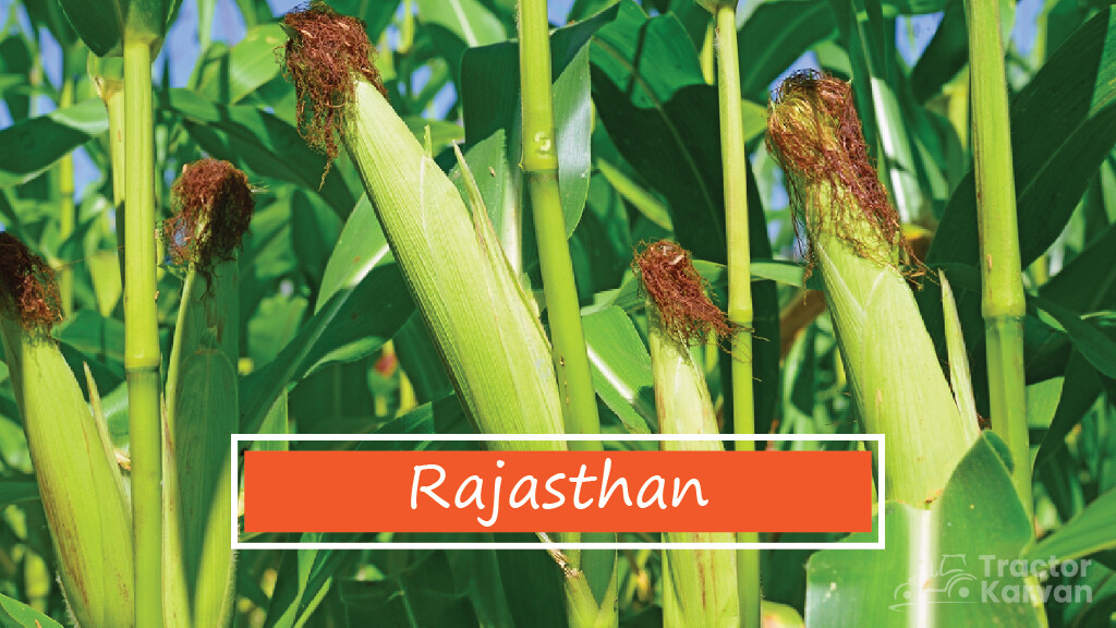 Top Maize Producing States - Rajasthan