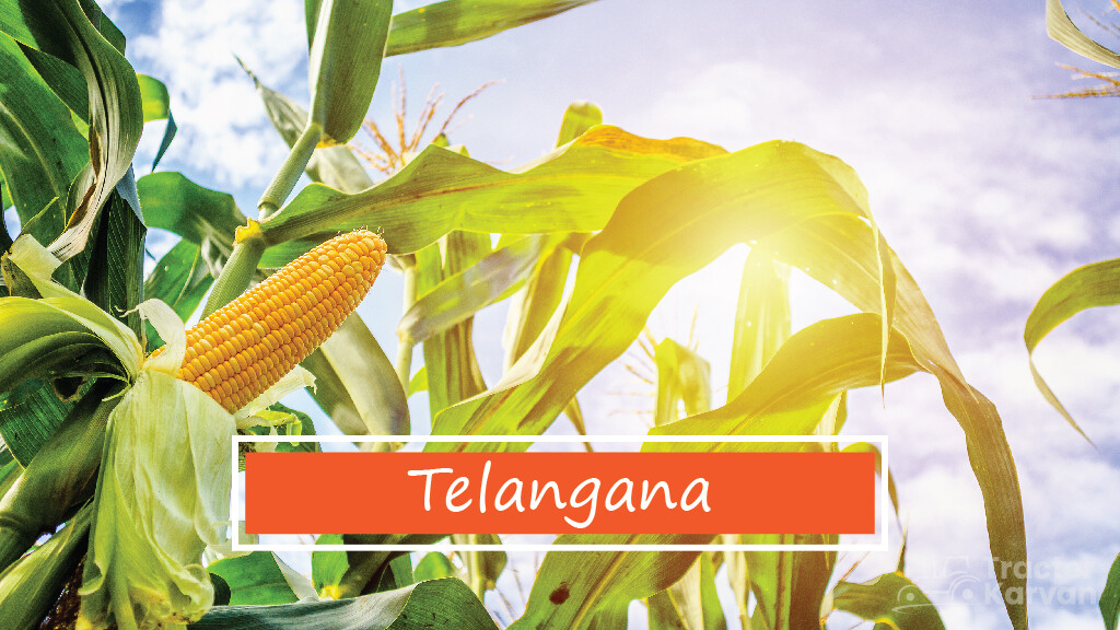 Top Maize Producing States - Telangana