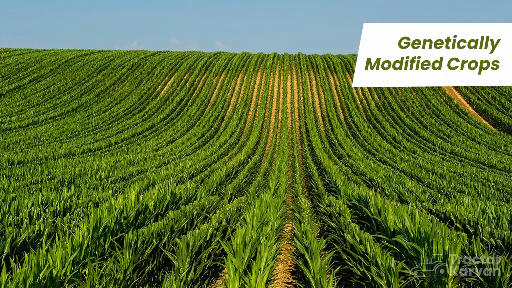 Modern Farming Methods - Genetically Modified Crops