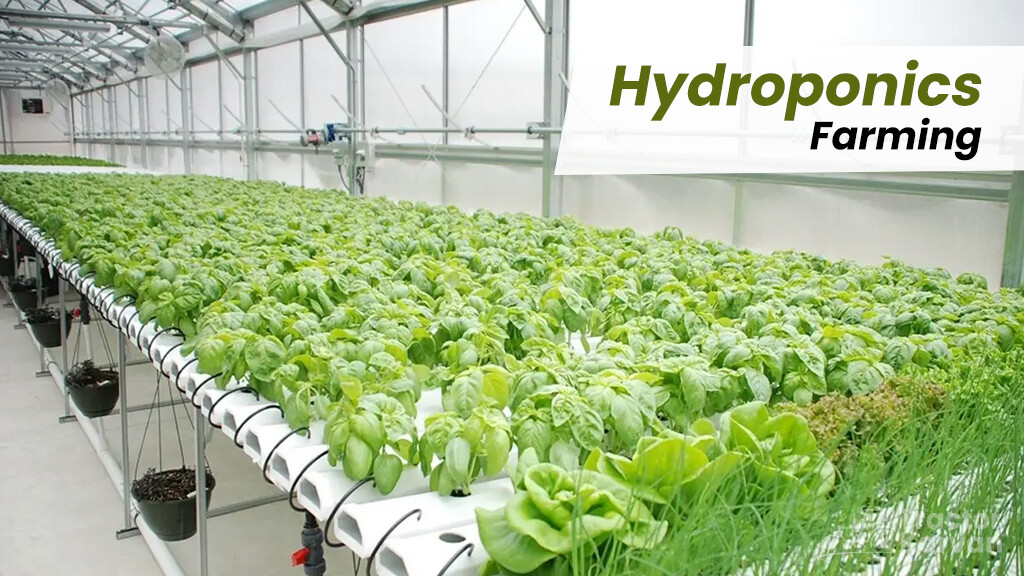 Modern Farming Methods - Hydroponics