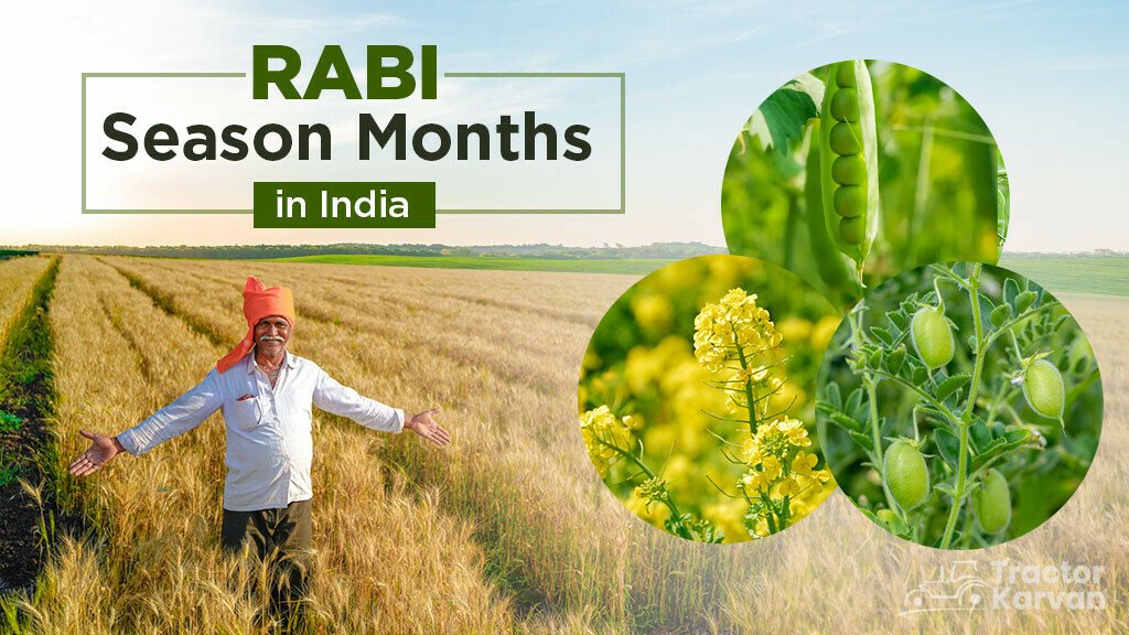 Rabi Season Month In India Crops Grown In Rabi Season