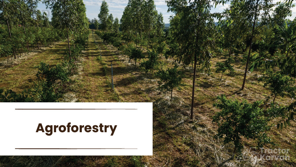 Sustainable Agriculture Practices - Agroforestry
