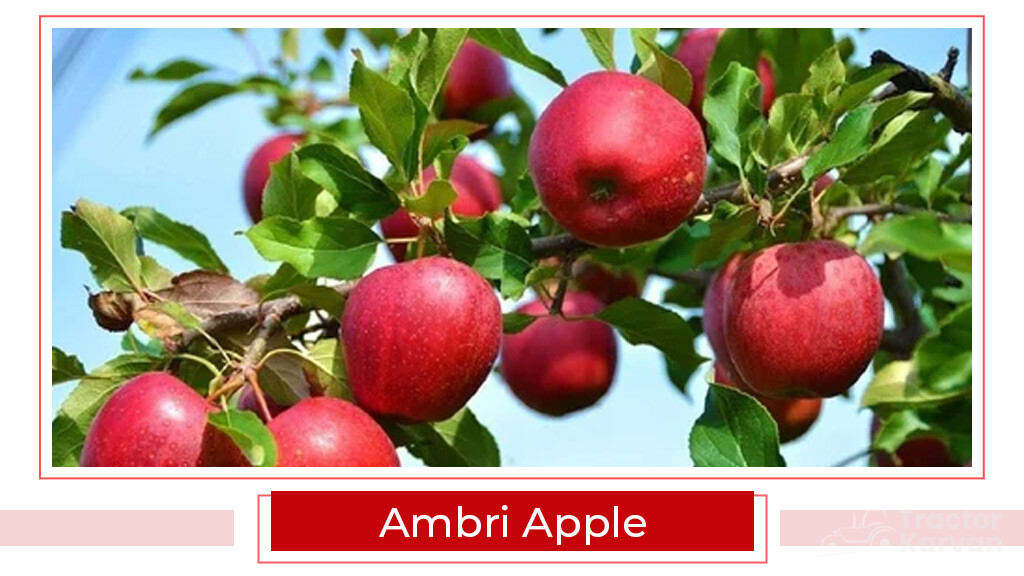 Top Apple Varities - Ambri Apple