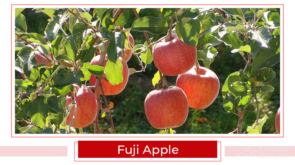 Top Apple Varities - Fuji Apple