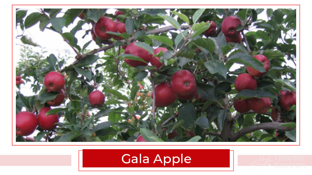 Top Apple Varities - Gala Apple