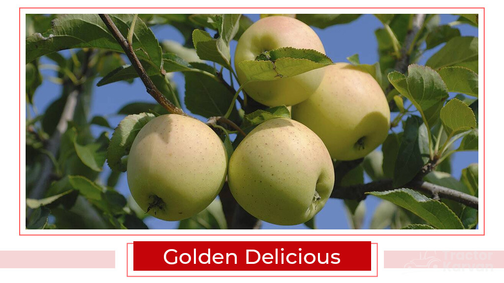 Top Apple Varities - Golden Delicious