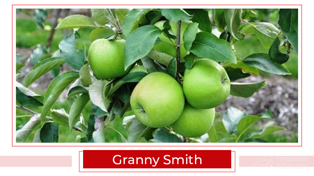 Top Apple Varities - Granny Smith
