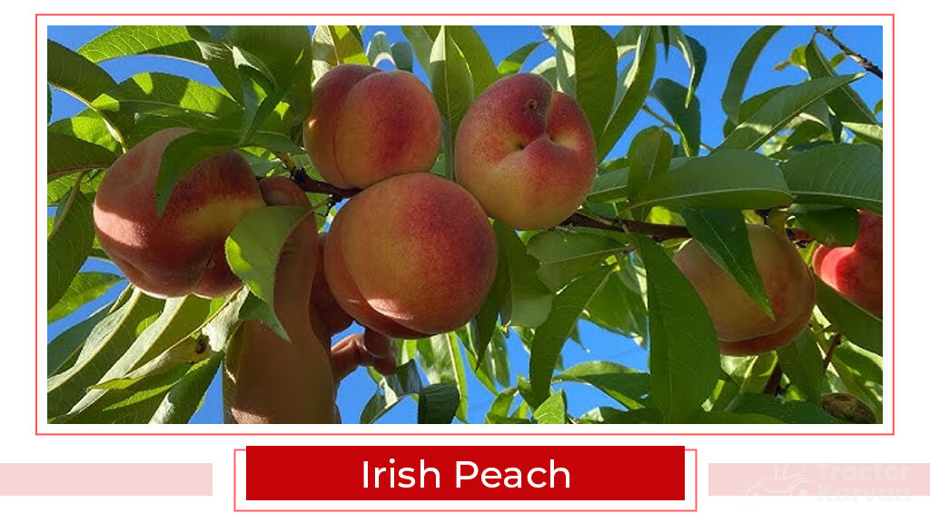 Top Apple Varities - Irish Peach