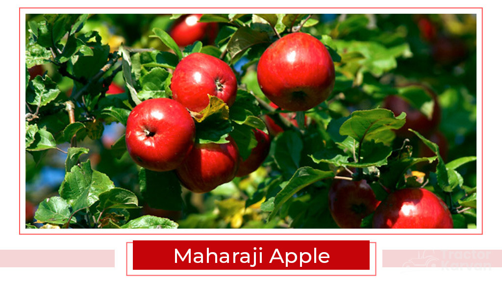 Top Apple Varities - Maharaji Apple