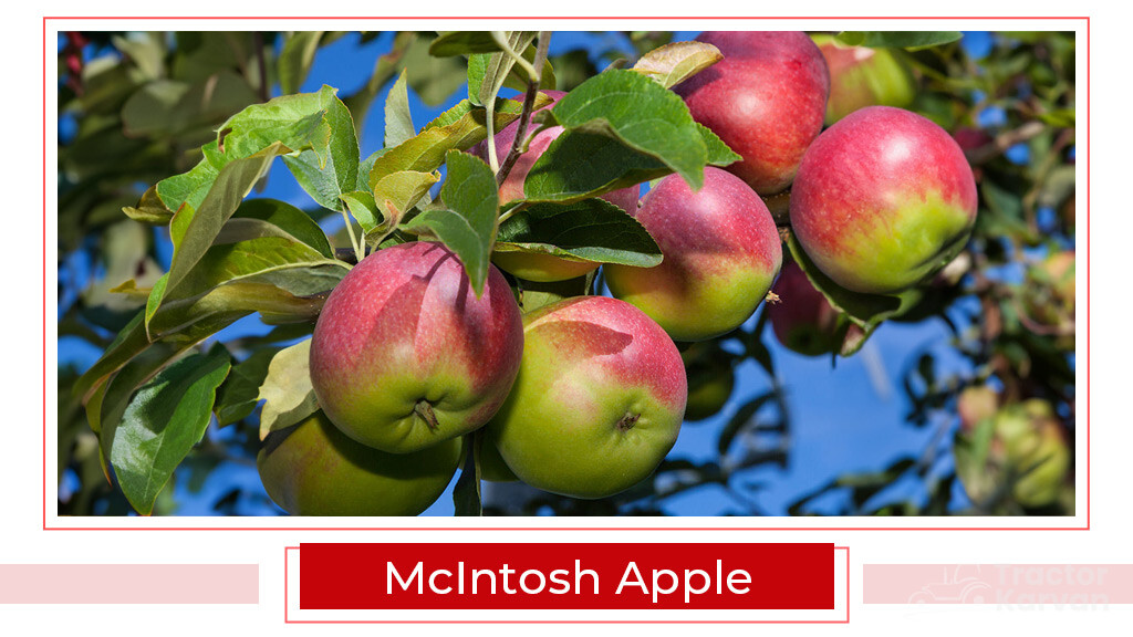 Top Apple Varities - McIntosh Apple