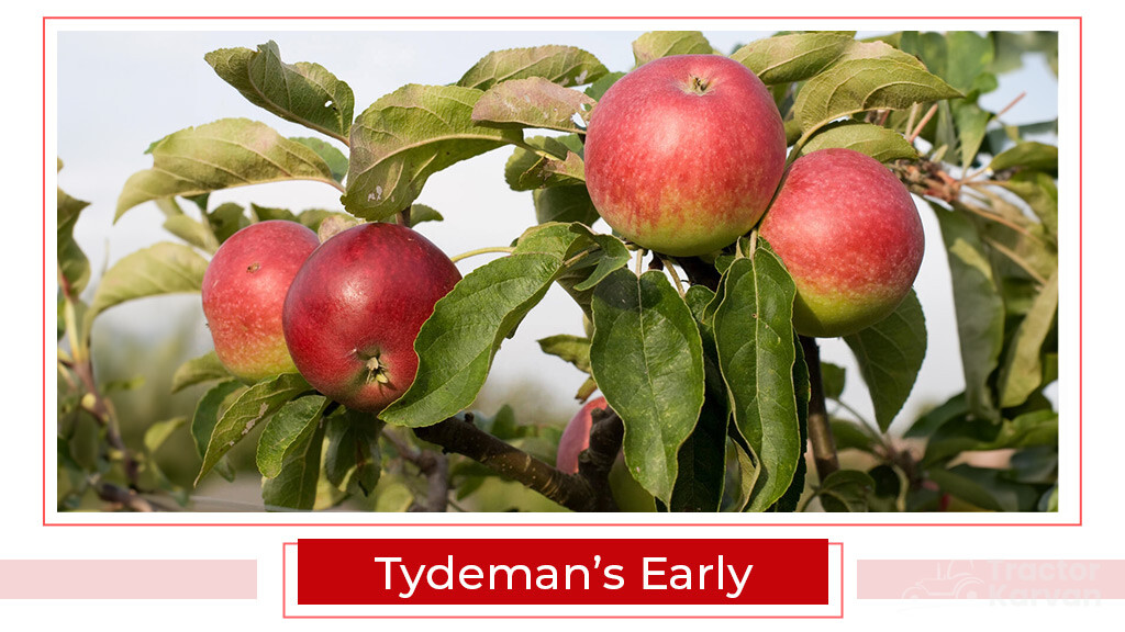 Top Apple Varities - Tydeman's Early
