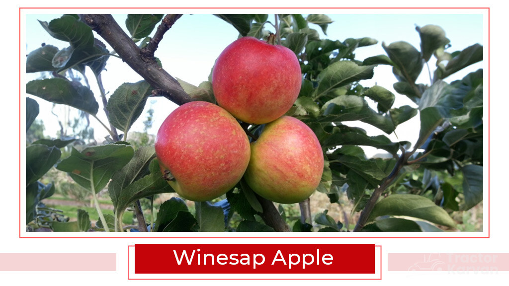 Top Apple Varities - Winesap Apple
