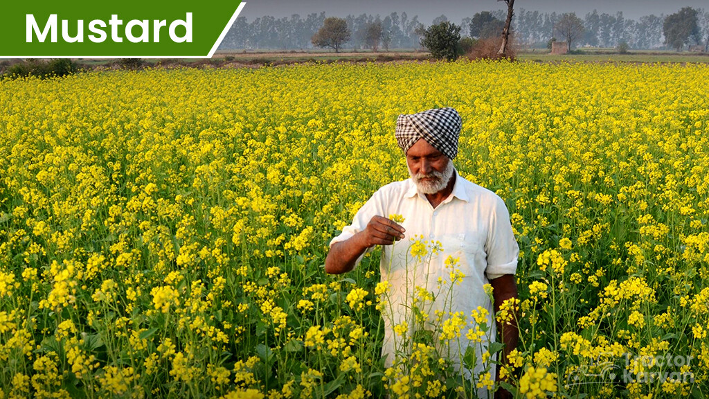 Top 10 Cash Crops In India List Of Best Commercial Crops