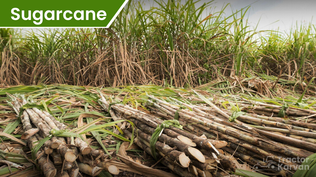 Top Cash Crops - Sugarcane