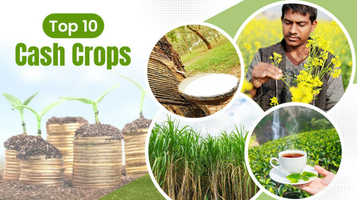 top-10-cash-crops-in-india-list-of-best-commercial-crops