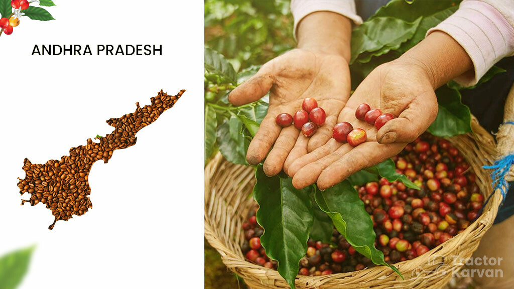 Coffee Producing States - Andhra Pradesh