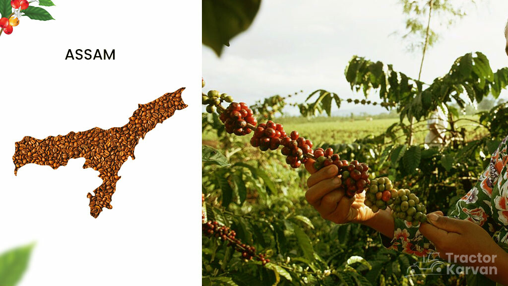 Coffee Producing States - Assam