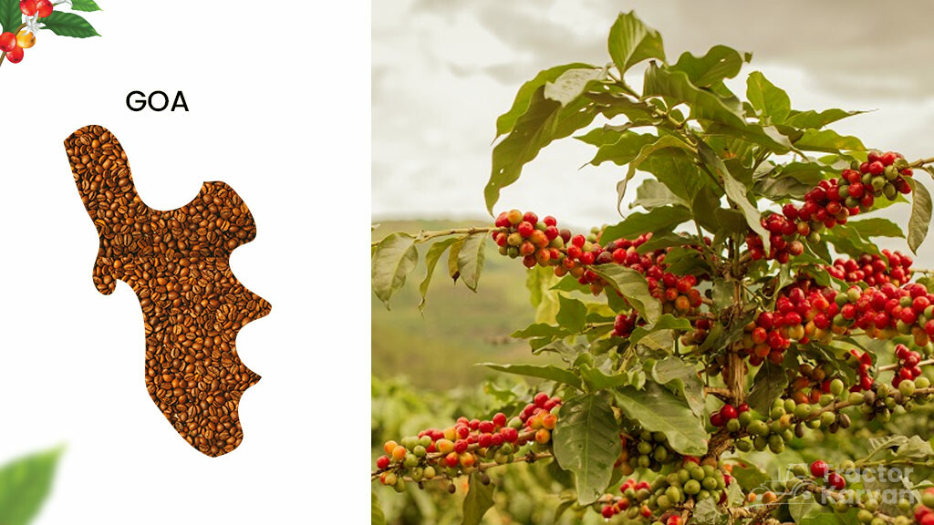 Coffee Producing States - Goa