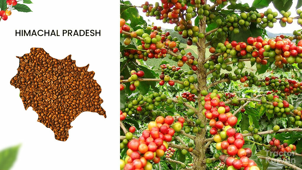 Coffee Producing States - Himachal Pradesh