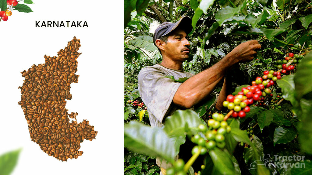 Top 12 Largest Coffee Producing States In India Tractorkarvan
