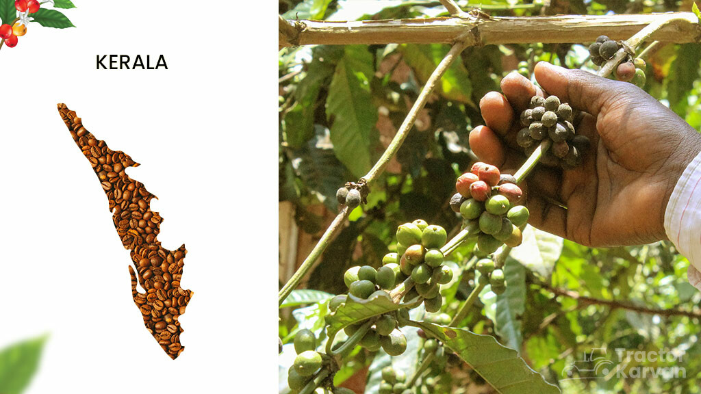 Coffee Producing States - Kerala