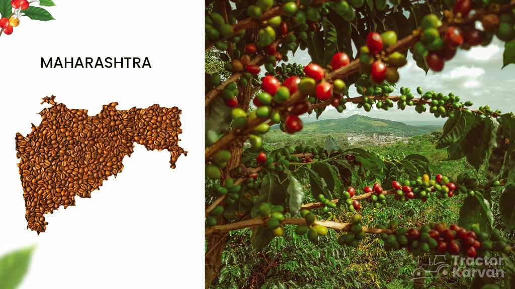Coffee Producing States - Maharashtra