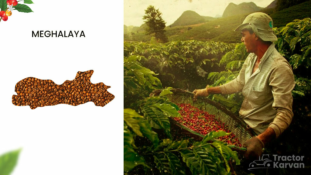 Coffee Producing States -Meghalaya
