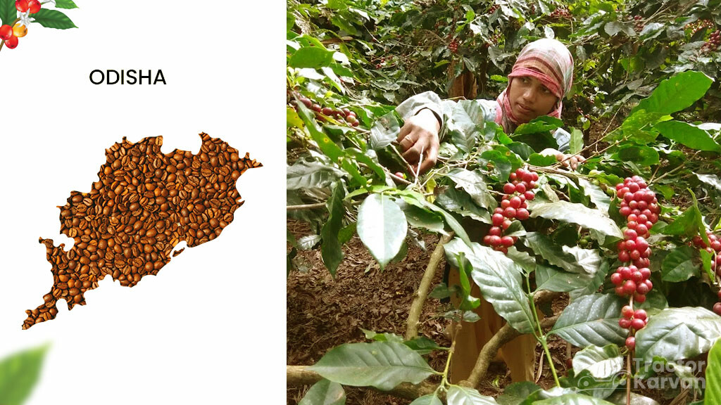 Coffee Producing States - Odisha