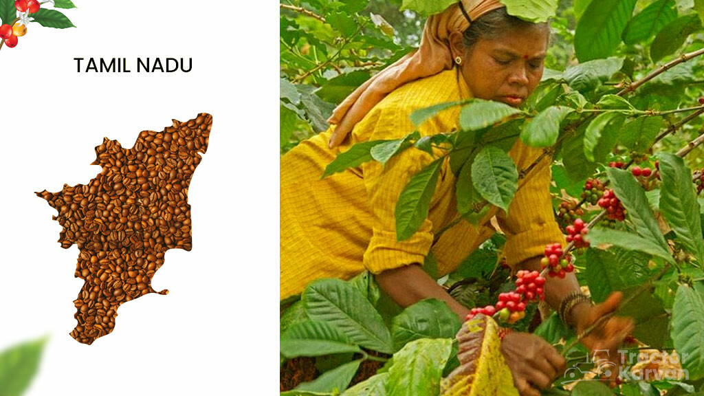 Coffee Producing States - Tamil Nadu