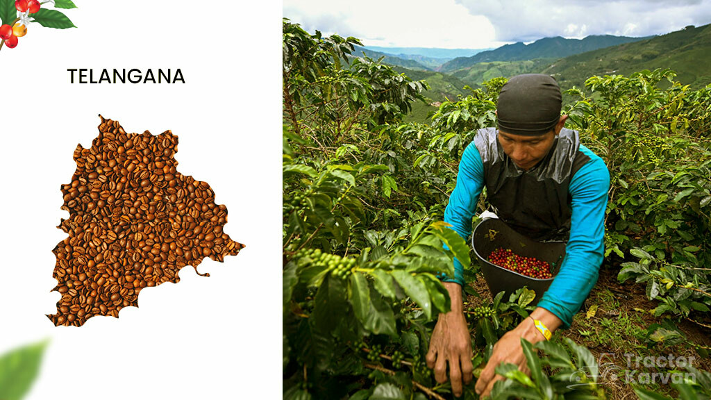 Coffee Producing States - Telangana
