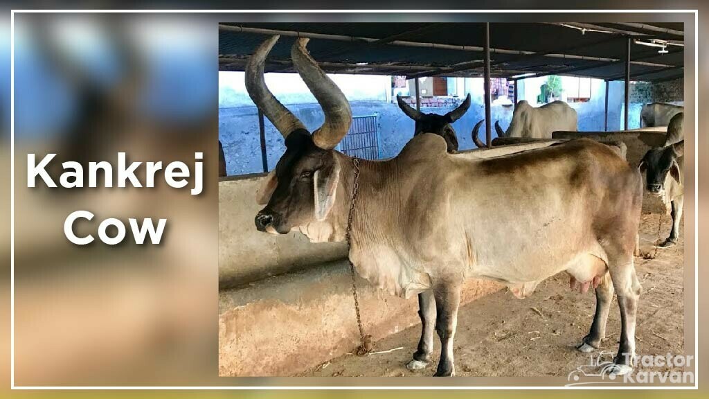 Top 10 Cow Breeds in India & Where they found