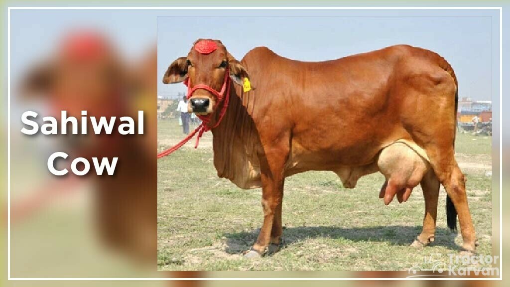 Top 10 Cow Breeds in India & Where they found