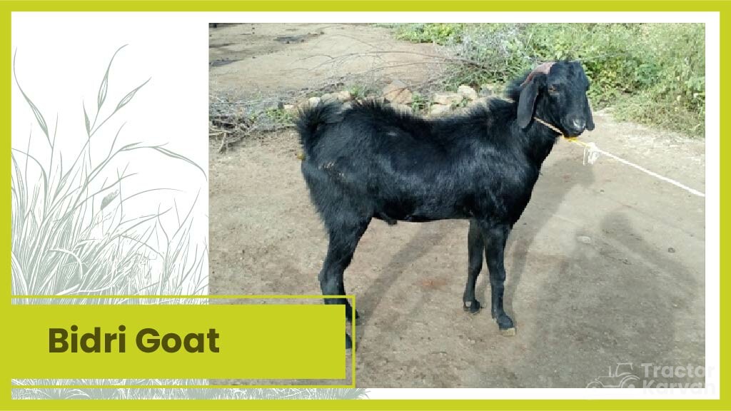 Top 10 Goat Breeds in India & Where they Found