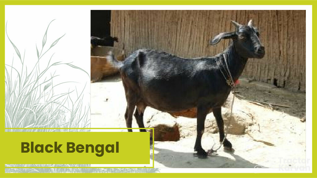 Top 10 Goat Breeds in India & Where they Found