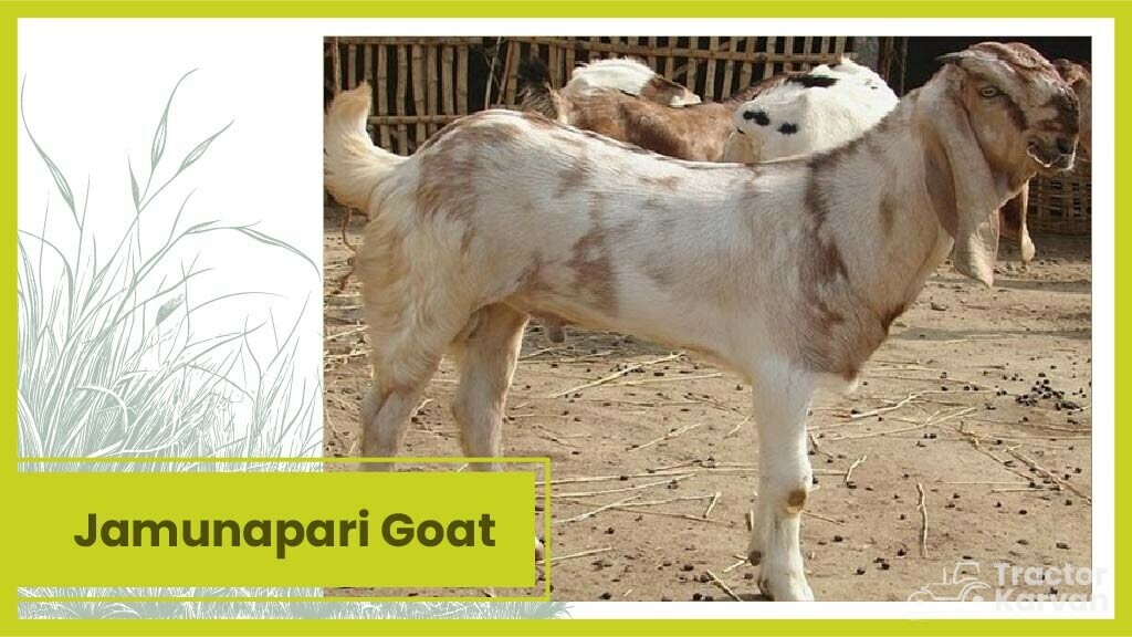 Top 10 Goat Breeds in India & Where they Found