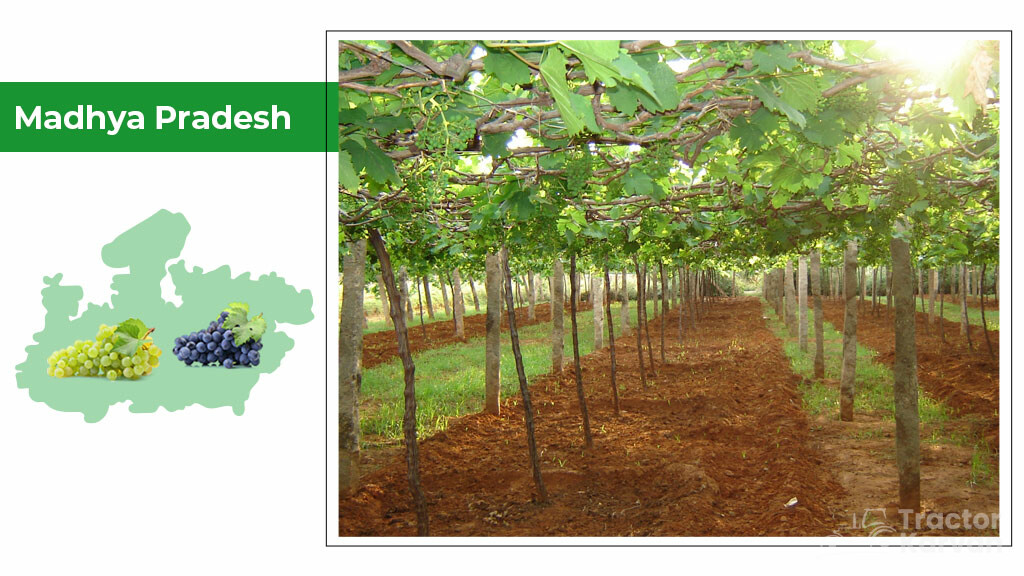 Top Grapes Producing States - Madhya Pradesh