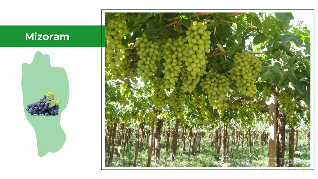 Top Grapes Producing States - Mizoram