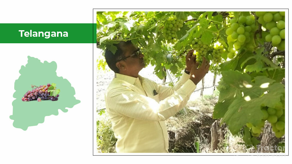 Top Grapes Producing States - Telangana