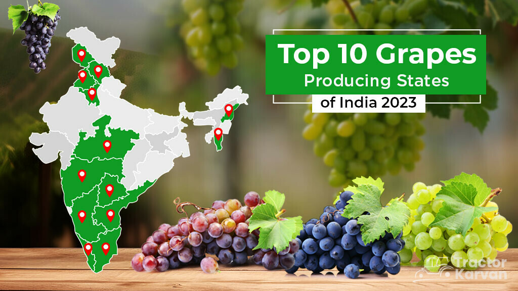 Top 10 Grapes Producing States in India Tractorkarvan